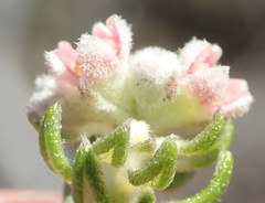 Phylica purpurea pearsonii