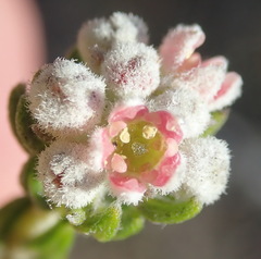 Phylica purpurea pearsonii