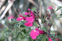 Salvia lemmonii