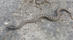 Vipera latastei