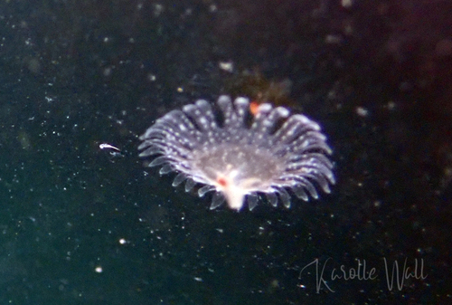 Egg-yolk Jelly, Craddock Beach, Pender Island, B.C,  Canada, photo 8 of 10