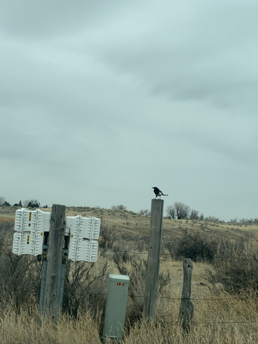 iNaturalist observation 2025-03-06