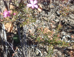 Acmadenia maculata