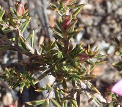 Acmadenia maculata