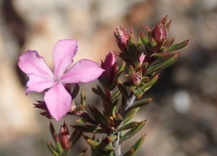 Acmadenia maculata