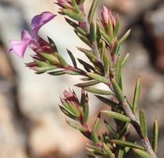 Acmadenia maculata