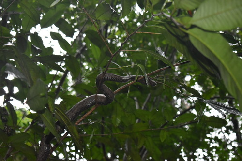 Puerto Rican Boa