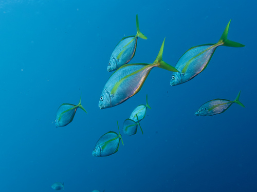 Photo of White trevally (Pseudocaranx dentex)