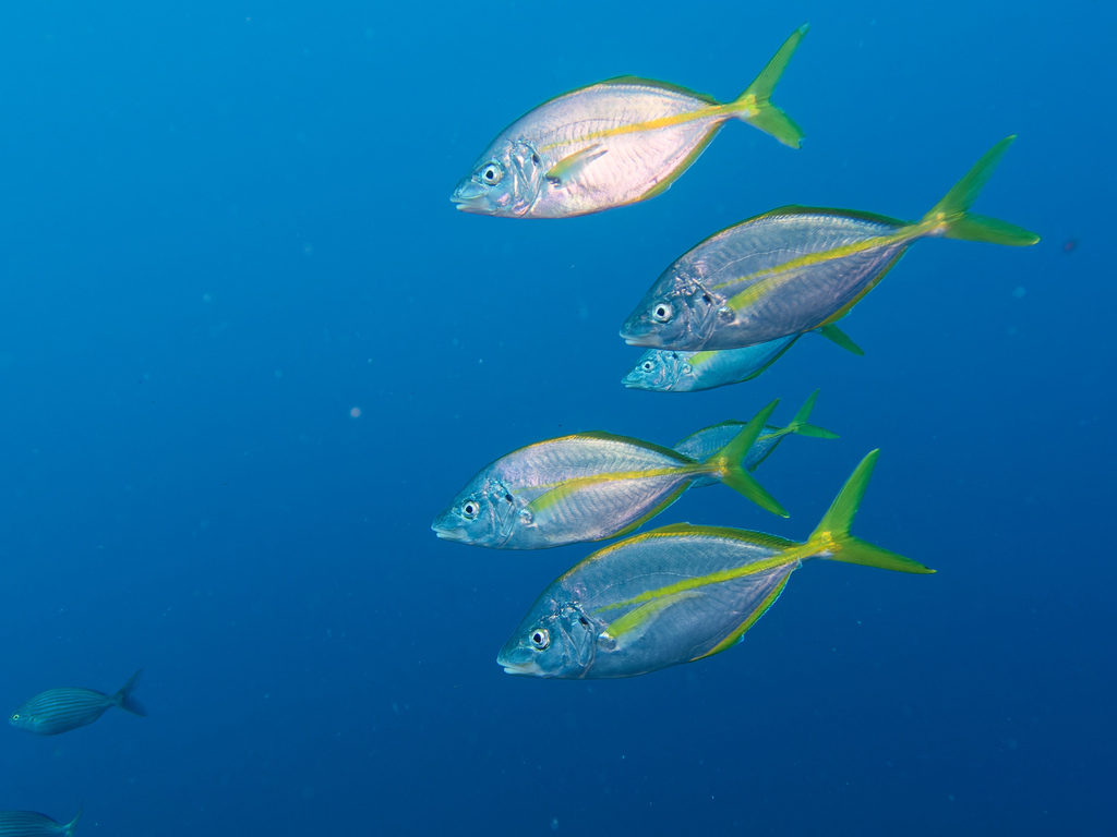 Photo of White trevally (Pseudocaranx dentex)