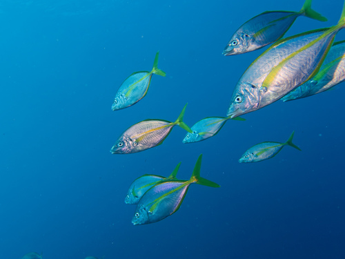 Photo of White trevally (Pseudocaranx dentex)