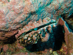 Pinna rudis