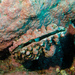 Pinna rudis