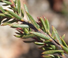 Acmadenia maculata