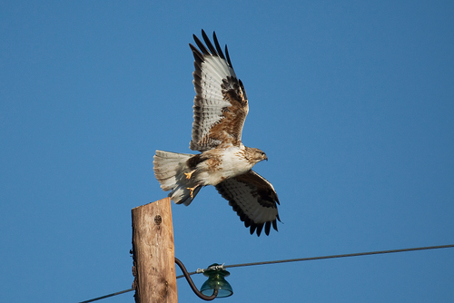 Upland Buzzard