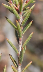 Acmadenia maculata