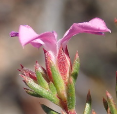 Acmadenia maculata