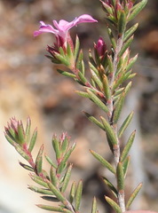 Acmadenia maculata