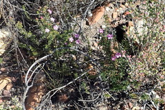 Acmadenia maculata