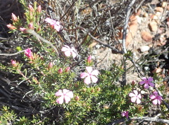 Acmadenia maculata