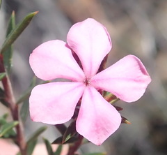 Acmadenia maculata