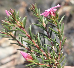 Acmadenia maculata