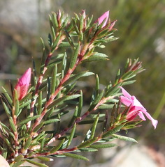 Acmadenia maculata