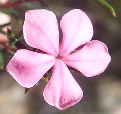 Acmadenia maculata