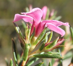Acmadenia maculata