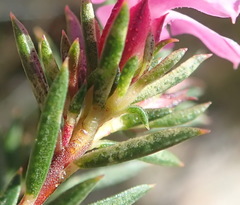 Acmadenia maculata