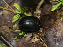 Anoplotrupes