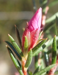 Acmadenia maculata