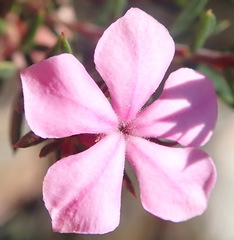 Acmadenia maculata