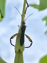 Hyalymenus longispinus