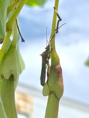Hyalymenus longispinus