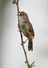 Cisticola woosnami