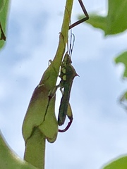 Hyalymenus longispinus