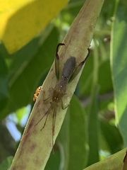 Hyalymenus longispinus