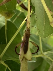 Hyalymenus longispinus