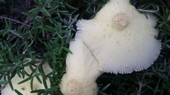 Leucocoprinus tricolor