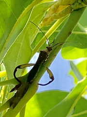 Hyalymenus longispinus