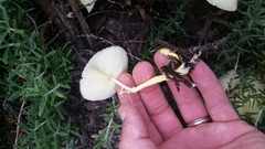 Leucocoprinus tricolor