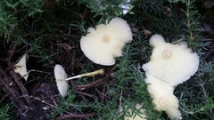 Leucocoprinus tricolor