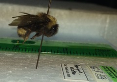 Bombus ashtoni