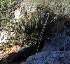 Jamesbrittenia aspalathoides