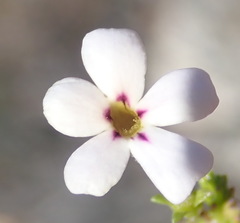 Jamesbrittenia aspalathoides