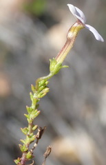 Jamesbrittenia aspalathoides