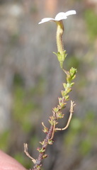 Jamesbrittenia aspalathoides