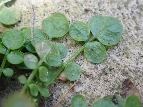Image of Cardamine corymbosa by (c) Henry Miller, some rights reserved (CC BY)