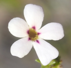 Jamesbrittenia aspalathoides