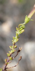 Jamesbrittenia aspalathoides